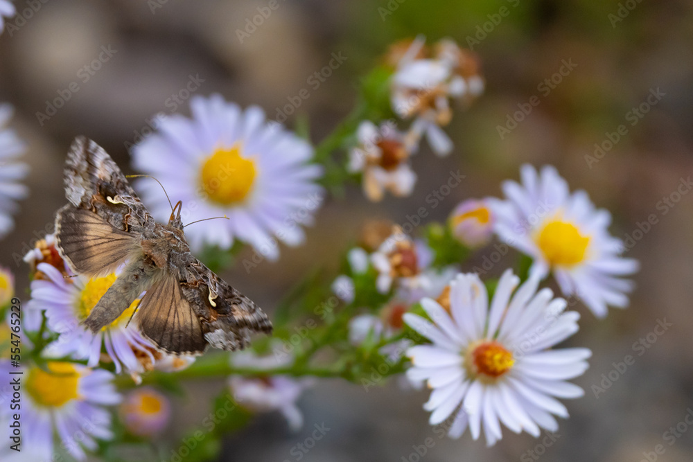 Alfalfa Looper Moth on a Wildflower Alfalfa Looper Moth on a Wildflower