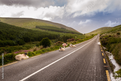 Mountain sheep rest on scenic rural road along the Vee Pass in Knockmealdown mountains, Tipperary.