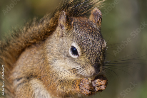 Close up of a Red Squirrel