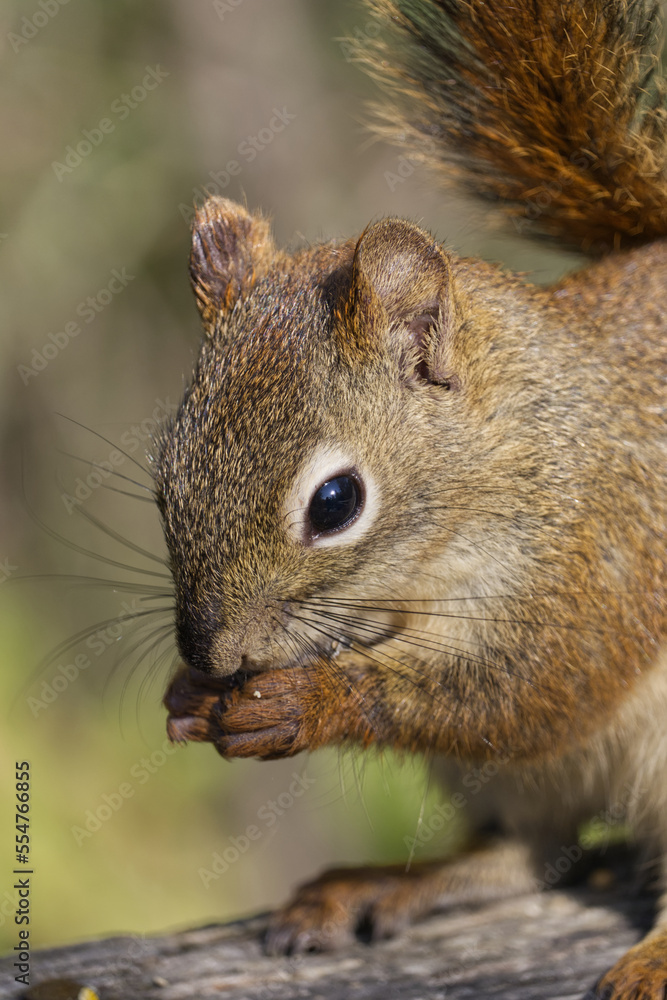 Obraz premium Close up of a Red Squirrel
