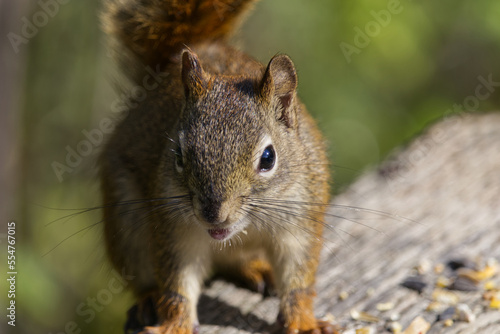Close up of a Red Squirrel © RiMa Photography