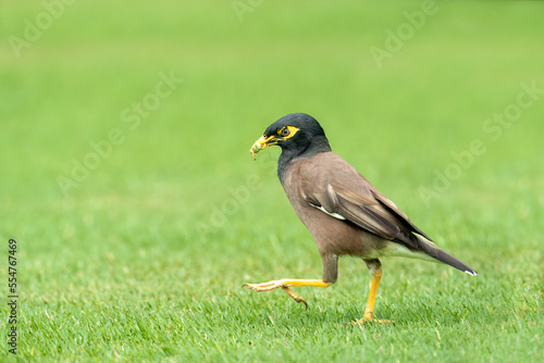 Beautiful common myna or Indian myna (Acridotheres tristis) walking in green grass