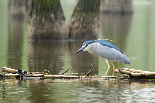 Beautiful standing Black-crowned Night-Heron (Nycticorax nycticorax)