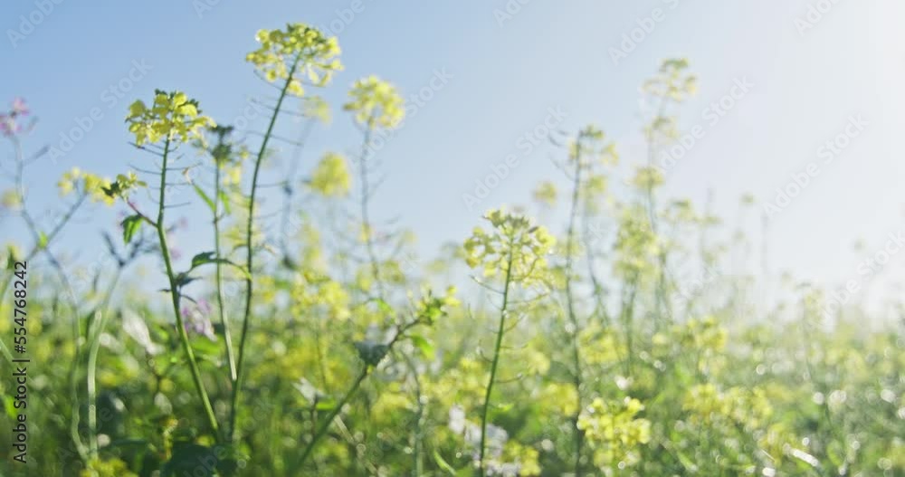 Wide shot of a yellow blooming white mustard field, camera does a dolly zoom. Backlight from the sun on a beautiful autumn day in Ulm. Wide shot of a yellow blooming white mustard field, camera does a dolly zoom. Backlight from the sun on a beautiful autumn day in Ulm.