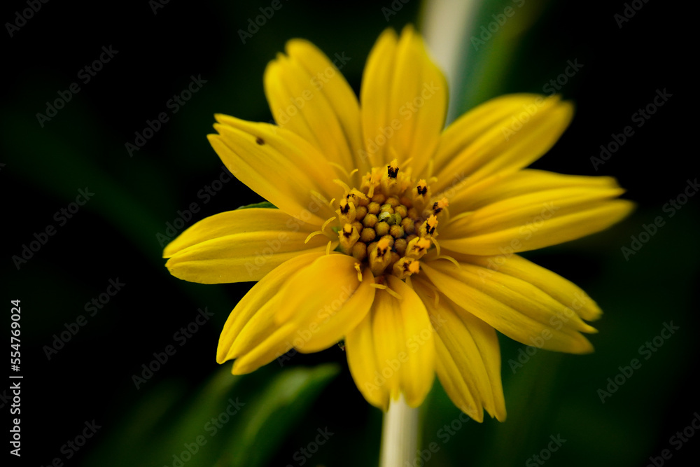 single macro photo yellow flower single macro photo yellow flower
