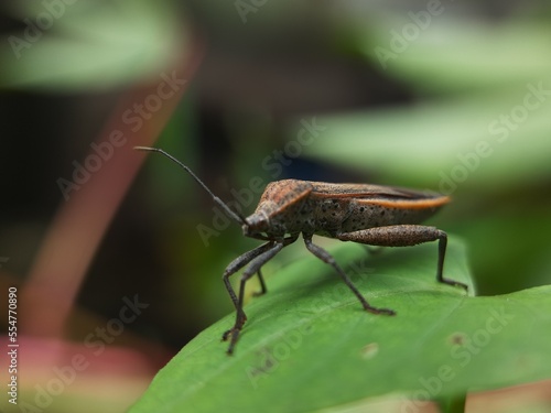 close up of bug on the green leaf © dikadi16