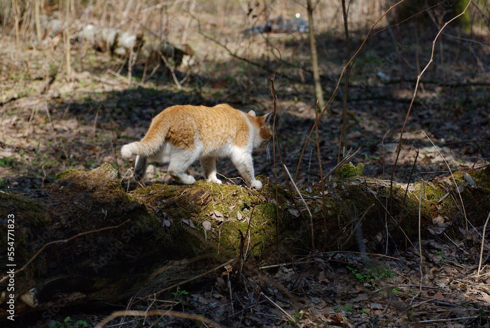 Naklejka premium A red-haired cat goes about his business in the forest. Moscow region. Russia