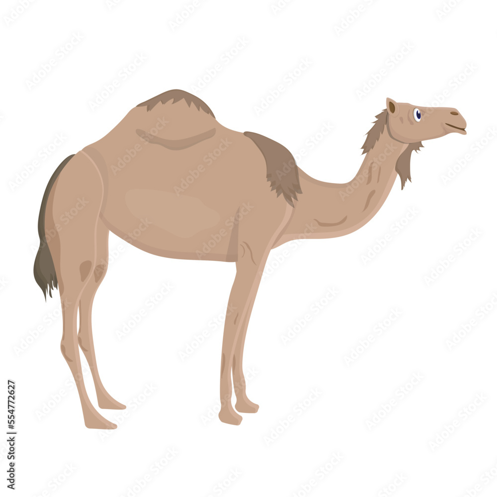dromedary isolated on white background dromedary isolated on white background