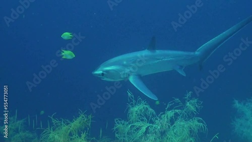 
Pelagic Thresher shark (Alopias pelagicus) in Deep Water - Philippines photo