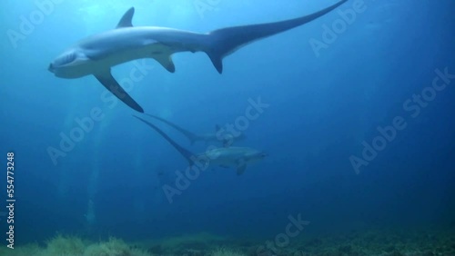 
Three Thresher shark (Alopias pelagicus) at Kimud Shoal - Philippines photo