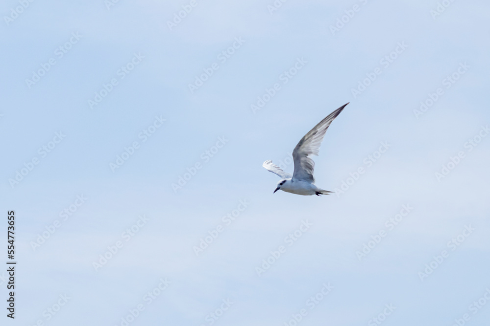 The Tern flying on the sky