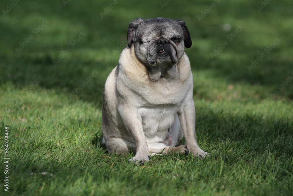 Old pug