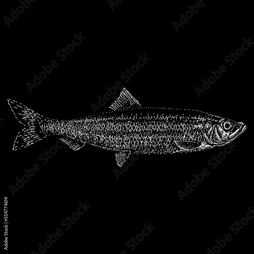 Herring hand drawing vector isolated on black background.