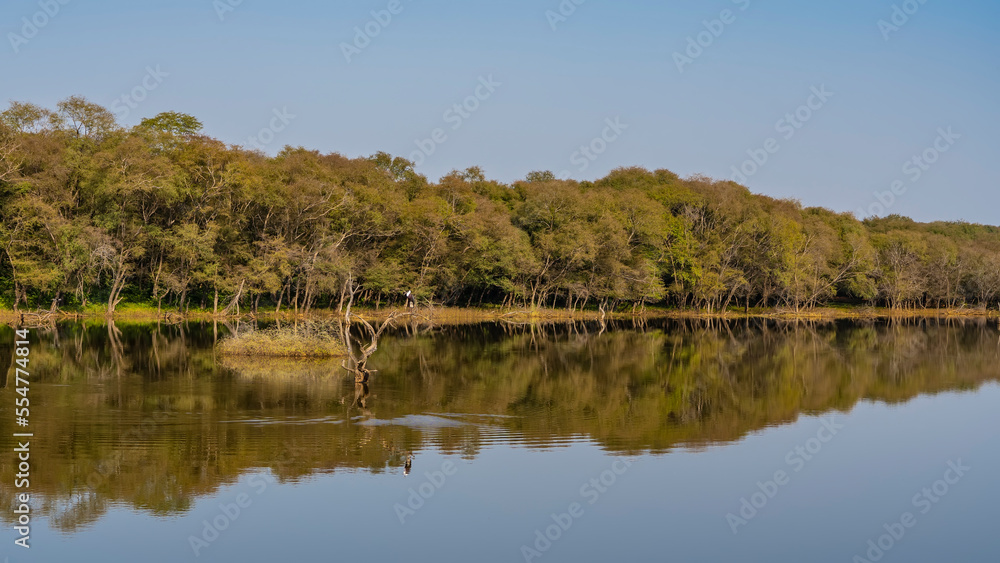 A calm lake in the jungle. There are thickets of lush trees on the shore. Blue sky. Birds are sitting on a picturesque snag in the water. Mirror image on a smooth surface. India. Ranthambore Park