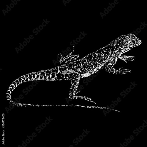 Leopard Lizard hand drawing vector isolated on black background.
