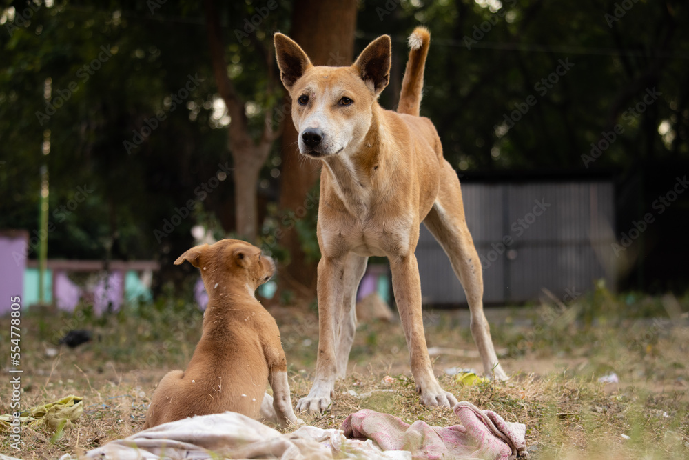 street dog looking street dog looking