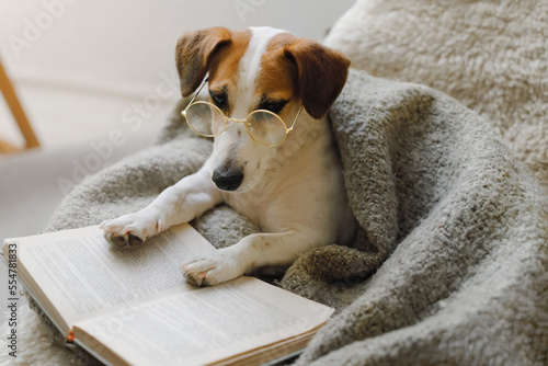 Smart dog with glasses is resting with a book in a cozy armchair in the evening.