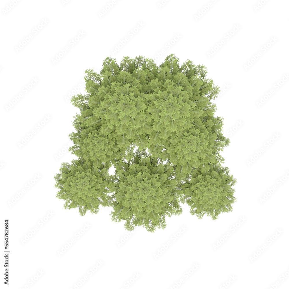 group of trees, top view, isolated on white background, 3D illustration, cg render
group of trees, top view, isolated on white background, 3D illustration, cg render