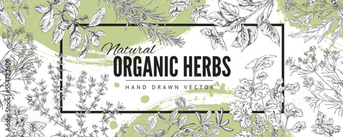 Decorative banner with hand drawn natural organic herbs sketch style