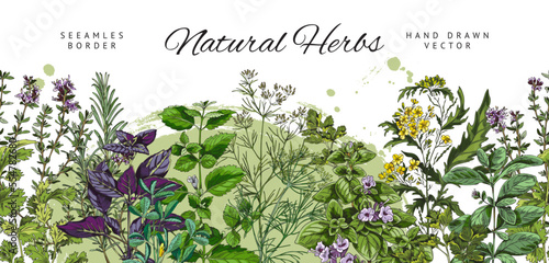 Seamless border design with culinary herbs vector illustration isolated on white.