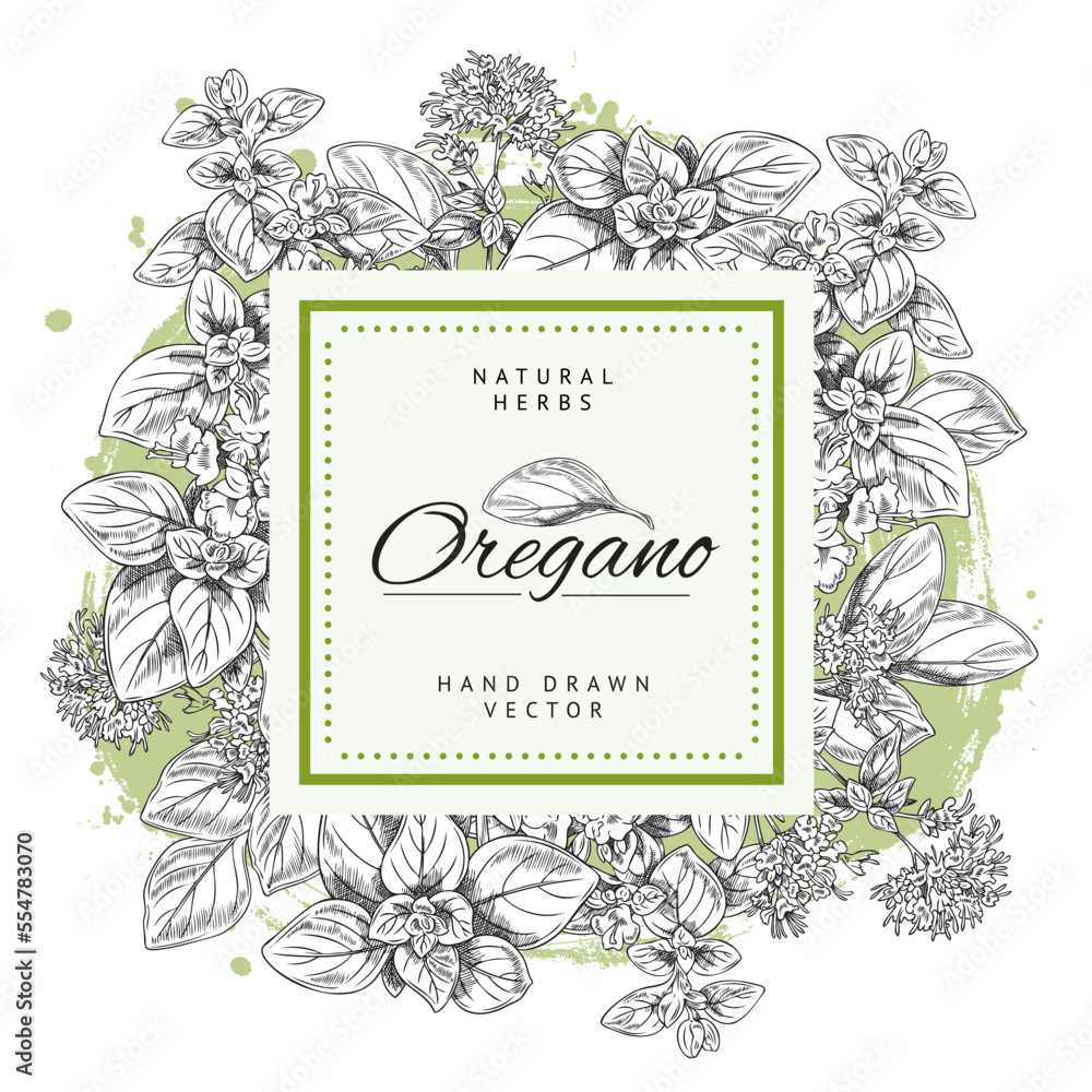 Oregano culinary herb badge or label design vector illustration isolated.