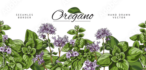 Oregano seamless border, hand drawn sketch vector illustration.
