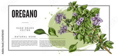 Italian oregano aromatic herb and cooking plant sketch vector illustration.