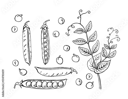 Peas pods sketch. Set. Hand drawn illustration converted to vector. Organic food illustration isolated on white background.