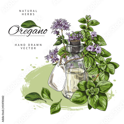 Hand drawn colorful glass bottle with oregano essential oil sketch style