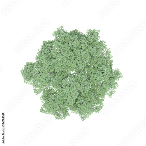 group of trees  top view  isolate on a transparent background  3d illustration 