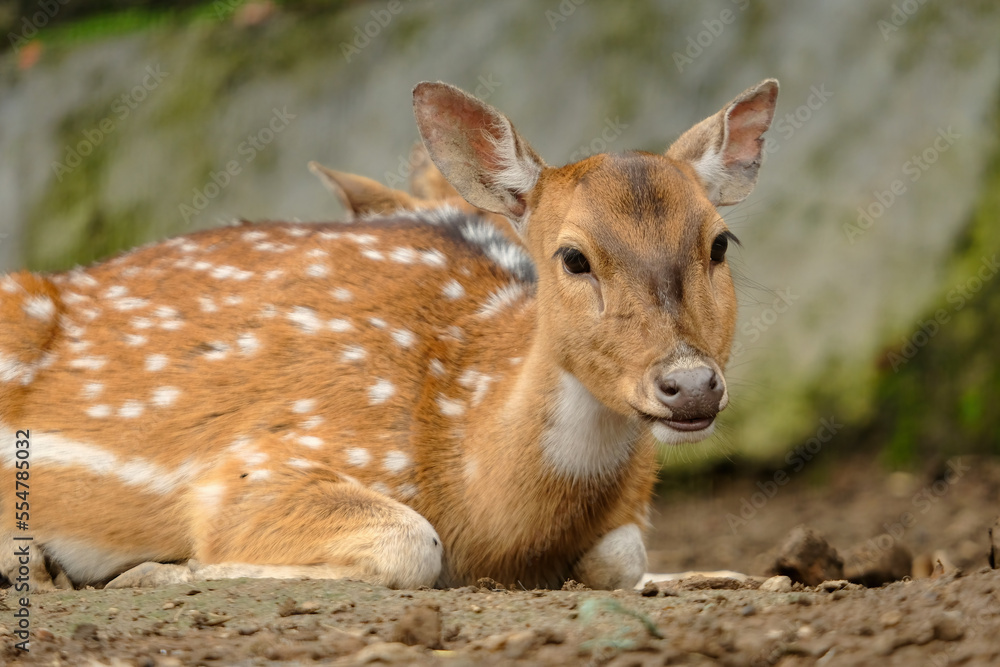 deer in the forest deer in the forest