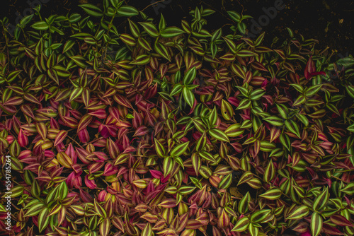 green leaves background