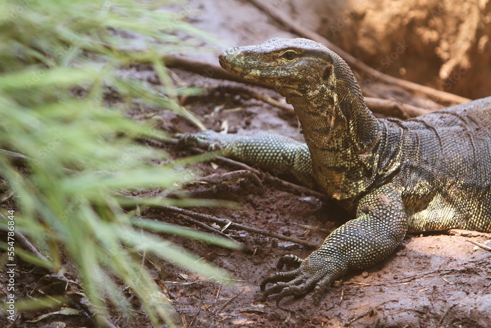 Obraz premium lizard on the grass