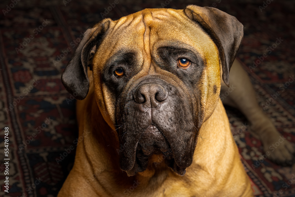 2022-12-18 CLOSE UP OF A LARGE BULLMASTIFF WITH NICE ORANGE EYES AND A BLURRED BACKGROUND