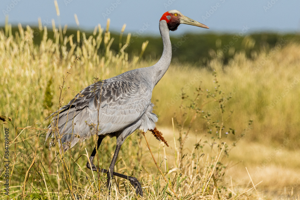 Fototapeta premium Brolga Crane in Victoria Australia