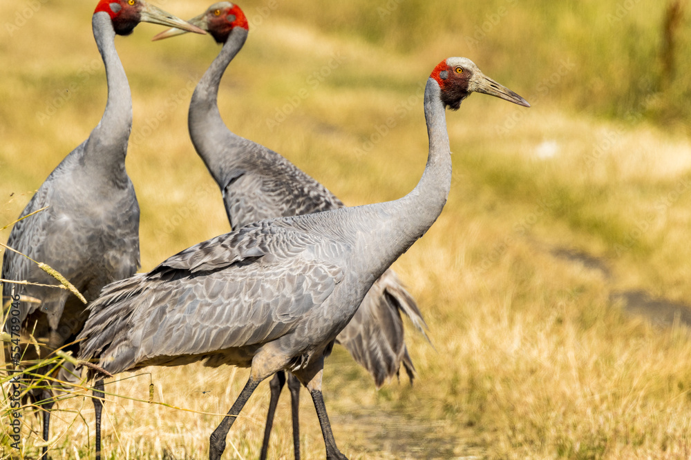 Obraz premium Brolga Crane in Victoria Australia
