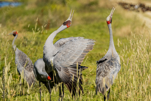 Brolga Crane in Victoria Australia photo