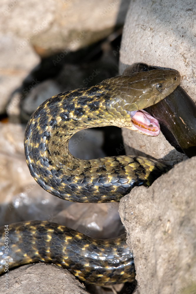 Snake (CHECKERED KEELBACK ) trying to eat catfish Snake (CHECKERED KEELBACK ) trying to eat catfish