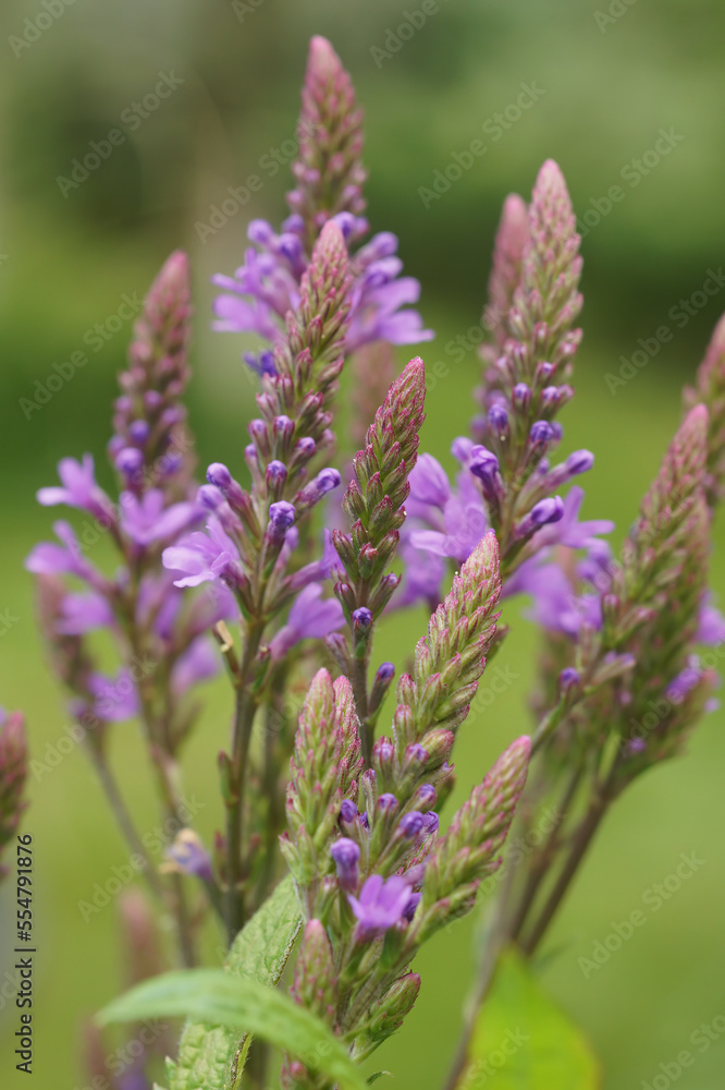 Closeup on a purple flowering blue vervain, Verbena hastata in the garden Closeup on a purple flowering blue vervain, Verbena hastata in the garden