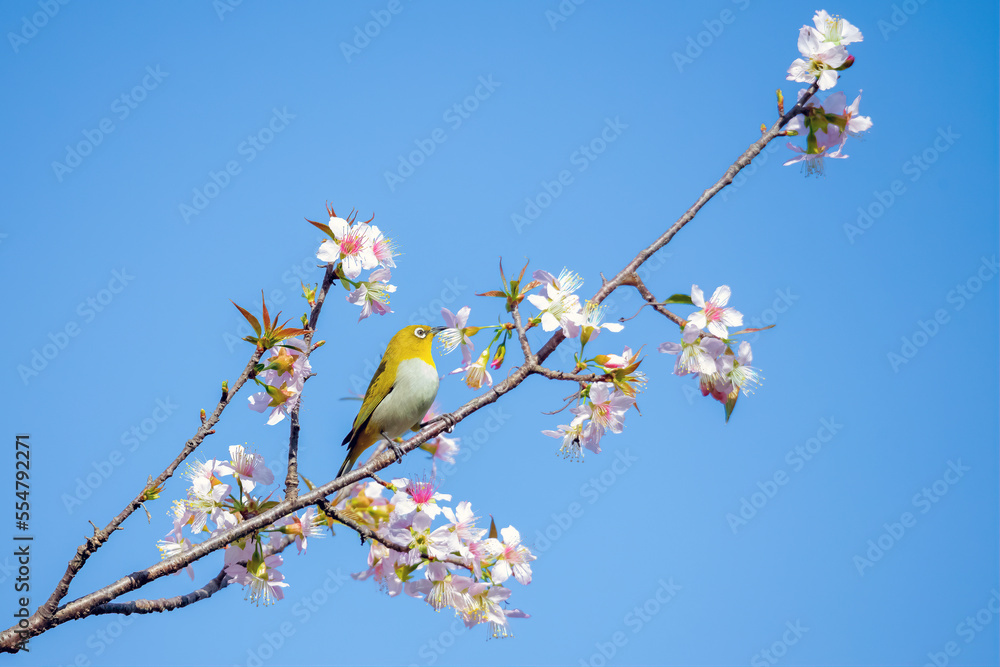 Beautiful bird White-eyes on cherry flower branch