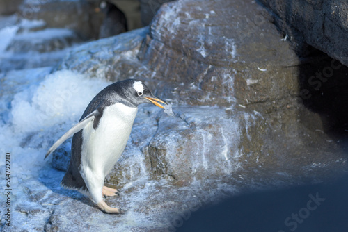 penguin on the rocks