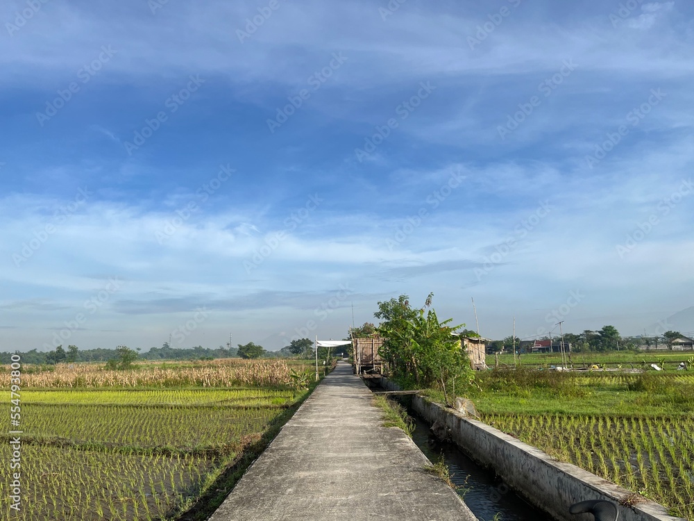 Beautiful landscape growing Paddy rice field two side with long road and blue sky background in Yogyakarta, Indonesia.