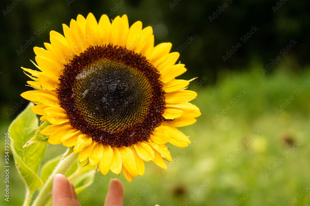 Obraz premium sunflower in the field
