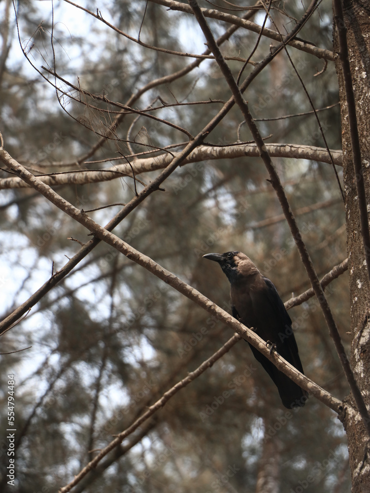 a black crow perching on the branch of a tree in a deciduous forest in the summer afternoon a black crow perching on the branch of a tree in a deciduous forest in the summer afternoon