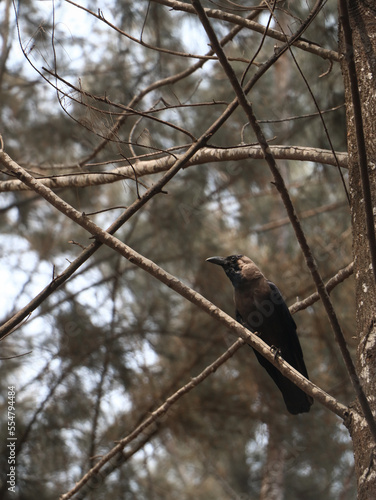 a black crow perching on the branch of a tree in a deciduous forest in the summer afternoon © dev