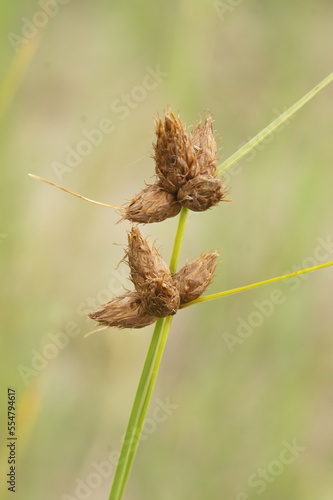 Closeup on saltmarsh bulrush or bayonet grass, Bolboschoenus maritimus photo