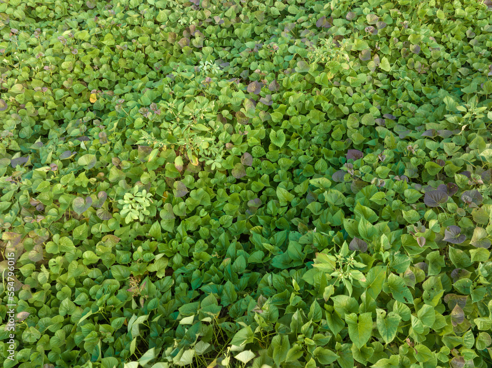 Growing organic sweet potatoes. Organic farming Growing organic sweet potatoes. Organic farming