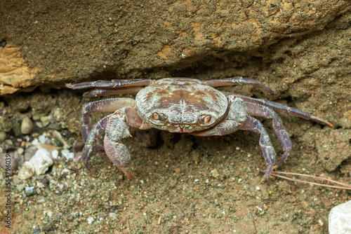A land crab emerges from a burrow in Goynuk Canyon  Turkey