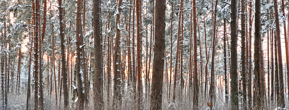 pine tree branches in the sunny winter day pine tree branches in the sunny winter day