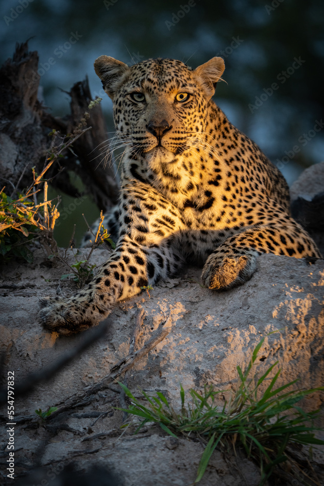 A beautiful female leopard lies in the spotlight on a termite mound, Greater Kruger. A beautiful female leopard lies in the spotlight on a termite mound, Greater Kruger.